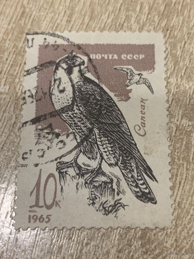 СССР 1965. Сокол Сапсан. Марка из серии