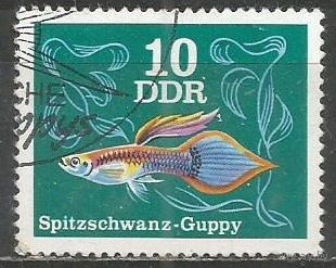 ГДР. Аквариумные рыбки. Гуппи пицелиевые. 1976г. Mi#2176.