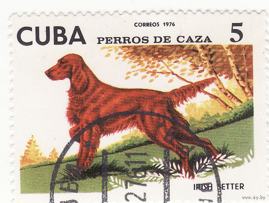 Ирландский Сеттер 1976 год