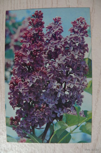 Матанов Н., Сирень; 1973, подписана.