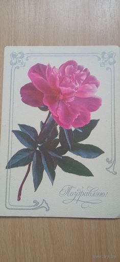 Открытка поздравляю чистая. Кулиева