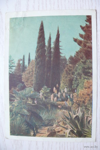 Раскин Л.(фото), Сочи. Дендрарий; 1955, чистая (маркированная).