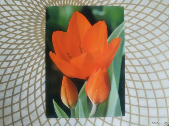 Открытка СССР 1983 год.   Чистая. Н.Матанов . Состояние на скане.