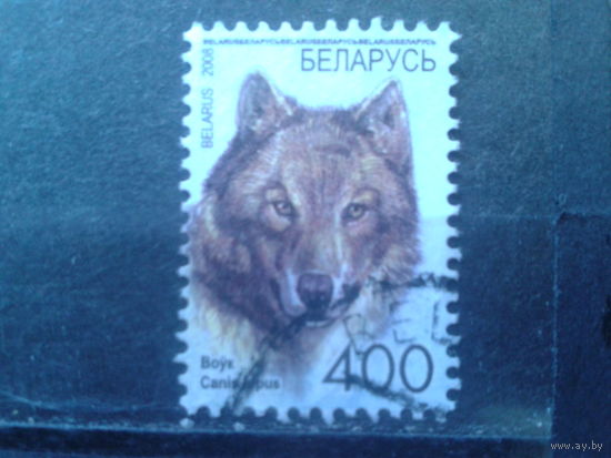 2008 Стандарт, волк