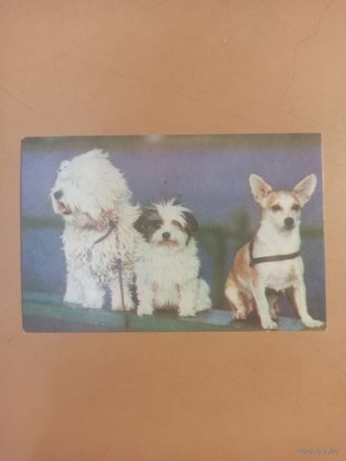 Календарь 1990 дворняжки