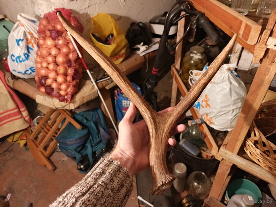 Рог. С 1 рубля!