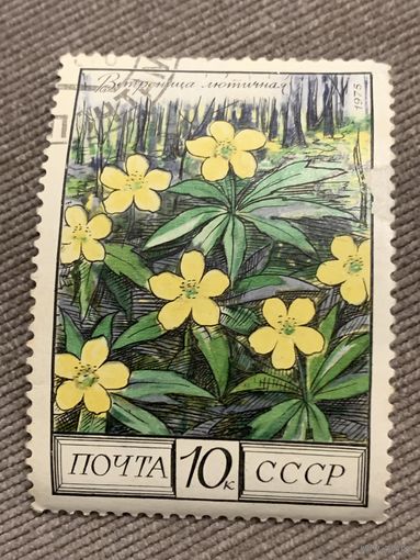 СССР 1975. Цветы. Ветреница лютичная. Марка из серии