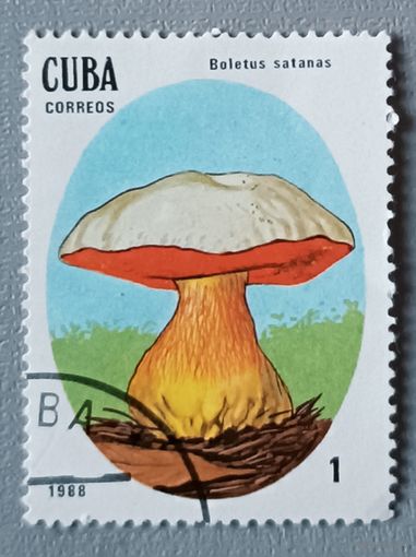 Грибы. Куба, 1988