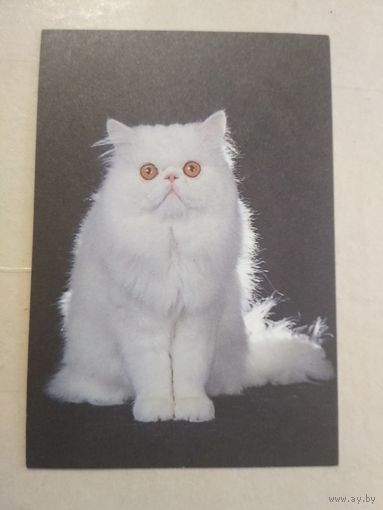 Карманный календарик. Кошки . 1996 год