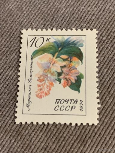 СССР 1971. Мединилла великолепная. Марка из серии