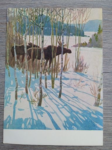 1956. Глебов. Лоси