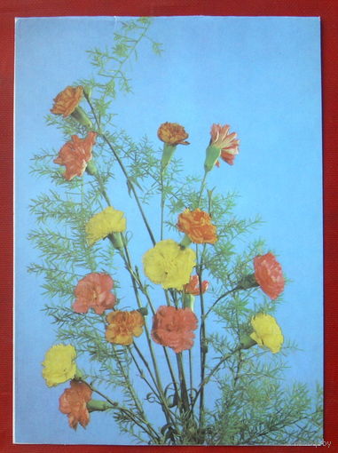 Композиция из гвоздик. Подписанная. Двойная. 1988 года. Фото Шарова. 310.