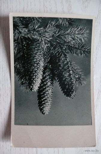 Новогодняя композиция; чистая (ГДР, шишки).