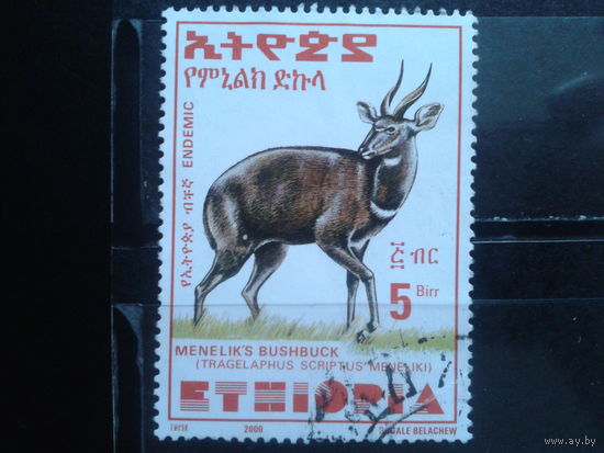 Эфиопия, 2000. Менелик Бушбок. Mi-7,50 евро гаш.