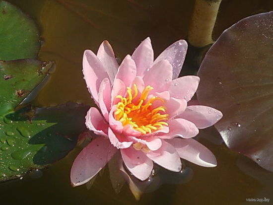 Кувшинка - Нимфея Marliacea Carnea