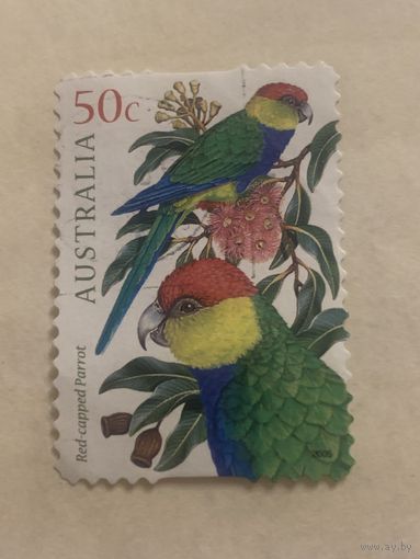 Австралия 2006. Фауна. Попугаи