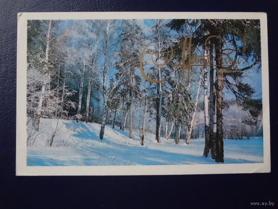 С Новым годом!  1976 г.  Фото зимнего леса.  подписанная.