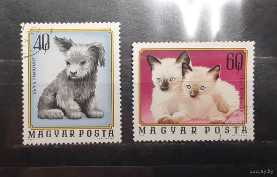 Венгрия. 1974 год. Фауна. Собаки (602)