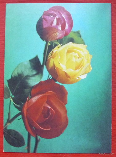 Розы. Подписанная. 1985 года. Костенко. 928.