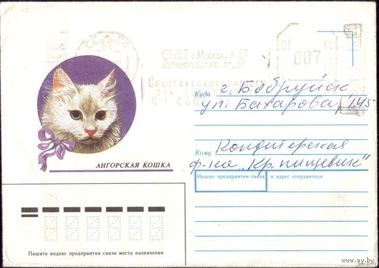 1990 год Ангорская кошка