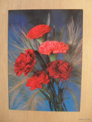 ПОДПИСАННАЯ ОТКРЫТКА. СССР. ГВОЗДИКИ. фото. И. ДЕРГИЛЕВА. 1985 г.