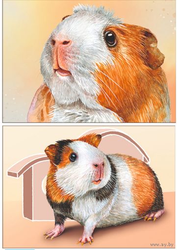 Морская свинка. Из серии "Домашние питомцы". Открытки, глянец