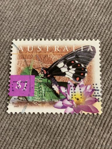 Австралия 1997. Бабочки. Big greasy butterfly. Марка из серии