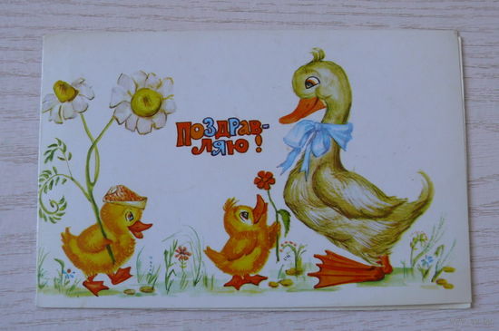 Селиванова Т., Поздравляю! 1983, двойная, чистая (утята, ромашки).