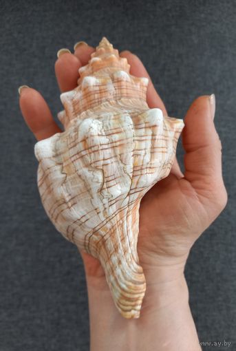 Ракушка "Плеуроплока трапезиум" большая морская.