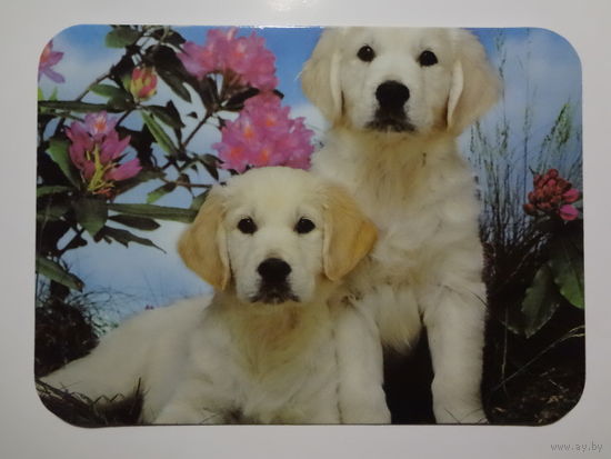 Календарик 2000 г. Два щенка.