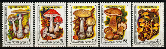 Ядовитые грибы