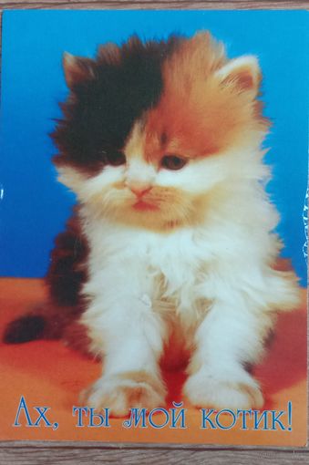 Котёнок 1998 чистая