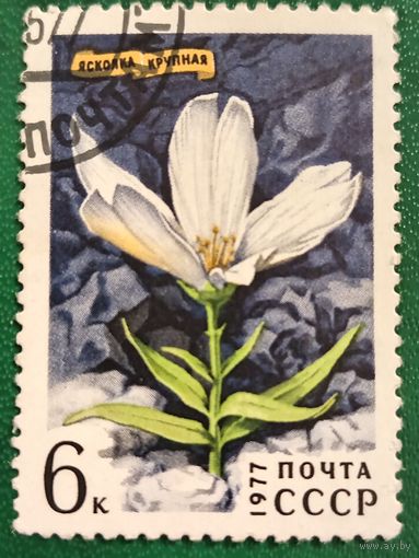 СССР 1977. Флора. Ясколка крупная. Марка из серии
