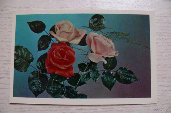 Лисецкий В., С днем рождения! 1976, чистая (размер 9*14).