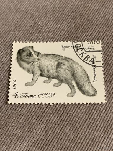 СССР 1980. Песец вуалевый. Марка из серии