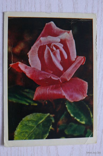 Гайлитис Я.(фото), Роза; 1964, чистая.