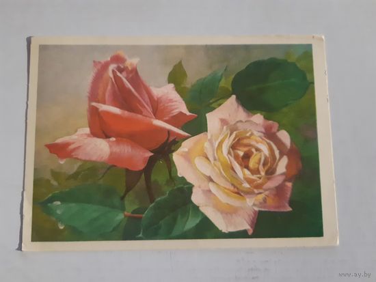 Розы, Таллин 1976г.