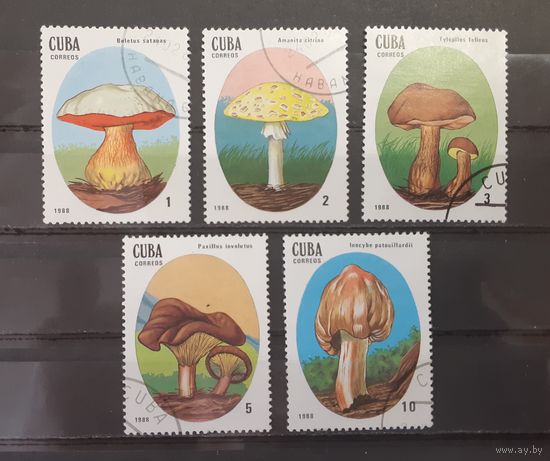 Куба. 1988 год. Флора. Грибы