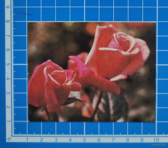 Открытка-мини 1986 год. Розы. Фото П. Смолякова.