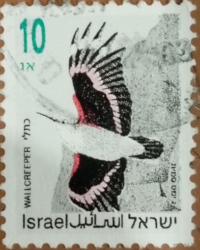 Израиль. Фауна. Птицы. Wallcreeper