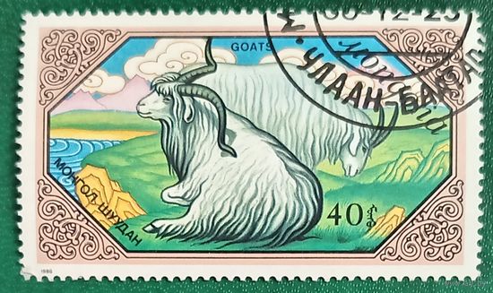 Монголия 1988. Местные животные. Бухарский козел