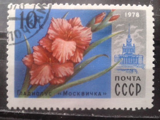 1978 Гладиолус