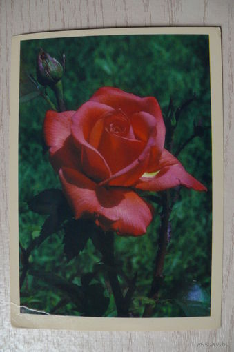 Алтайский Ю., Роза; 1985, подписана.