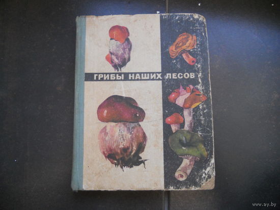 Грибы наших лесов