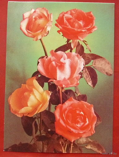 Розы. Чистая. 1982 года. Костенко. 1065.