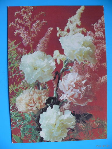 Зеленова В.(фото), Цветы, 1985, чистая.