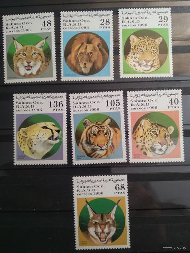 Сахара 1996 г. Дикие кошки.