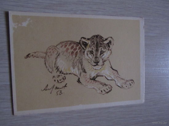 Львёнок худ.А.Лаптев