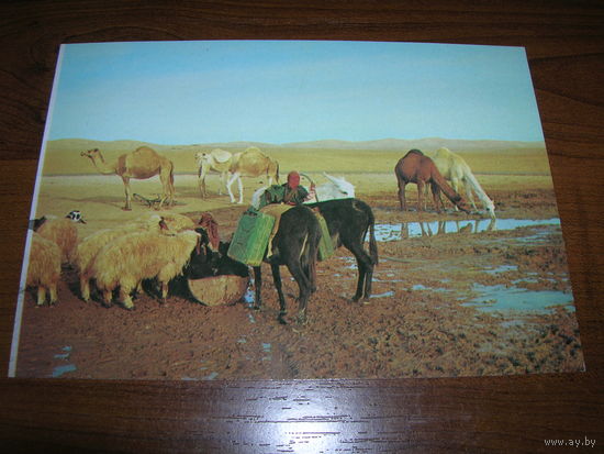 Израиль Иудейская пустыня Водопой чистая