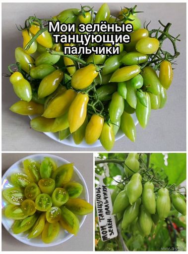 Семена Томата(Мои зеленые танцующие пальчики)